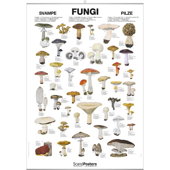 Fungi Poster - WITH