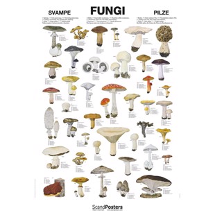 Fungi Poster