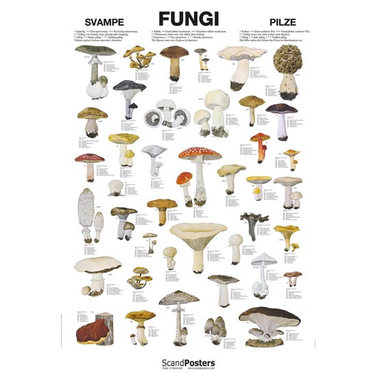 Fungi Poster - WITHOUT