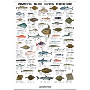 Saltwater Fish Poster - WITH