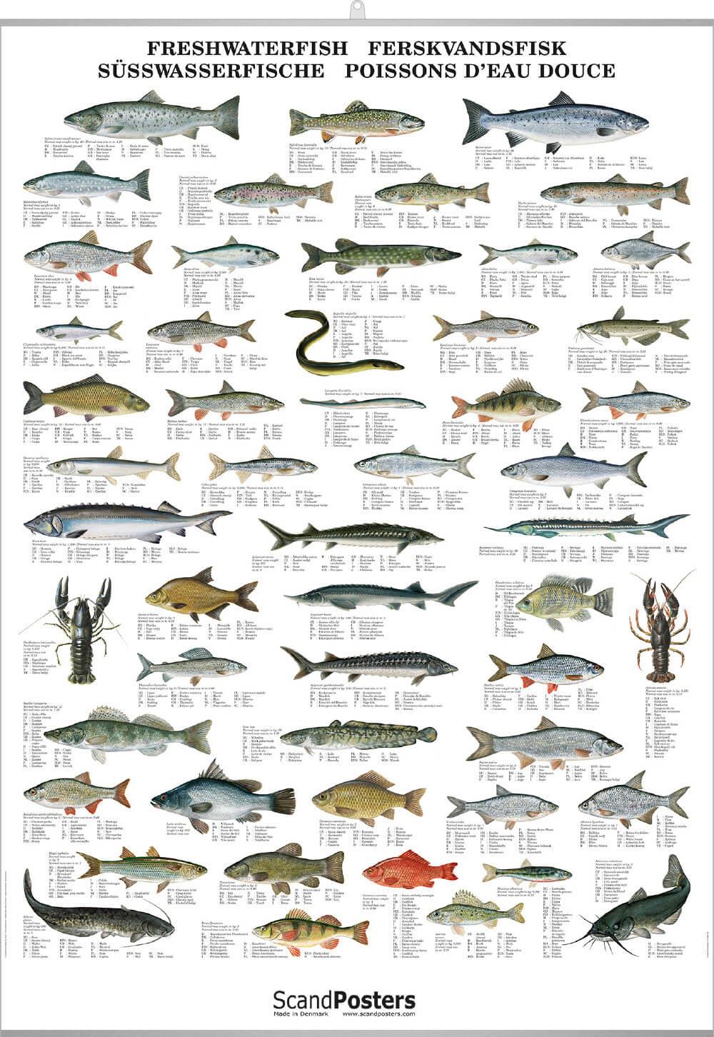 Freshwater Fish Poster – Chart with fish in inland waters