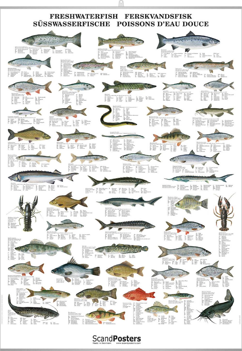 Freshwater fish identification - marketingmokasin