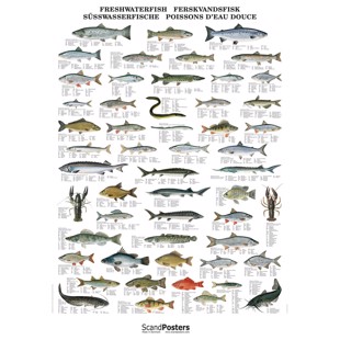 Freshwater Fish Poster