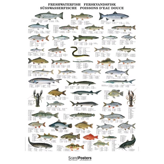 Freshwater Fish Poster - WITHOUT