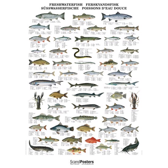 Freshwater Fish Poster