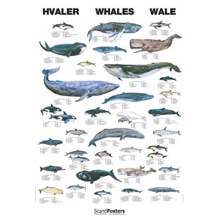 Whale Poster