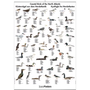 Coastal Birds Poster - WITH