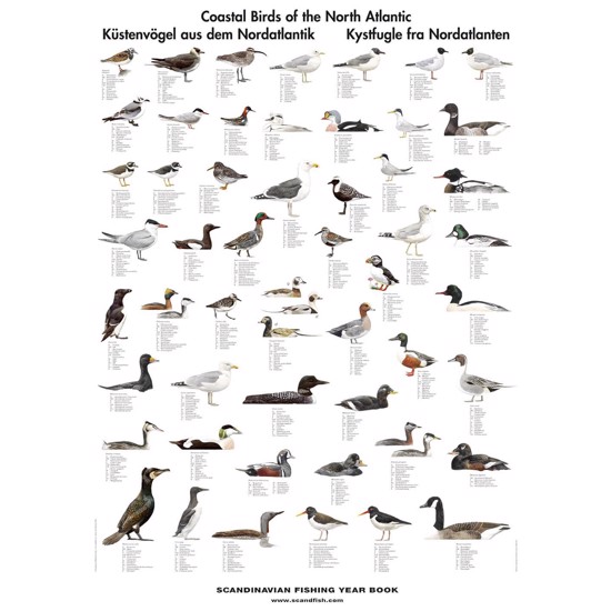 Coastal Birds Poster - WITHOUT