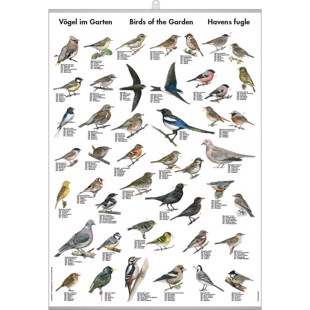 Birds of the Garden Mini-Poster - WITH