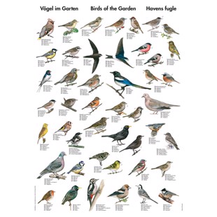 Birds of the Garden Mini-Poster