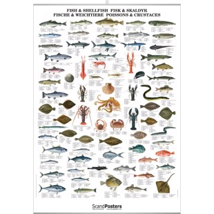 Atlantic Fish & Shellfish Poster - WITH