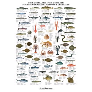 Atlantic Fish & Shellfish Poster - WITHOUT