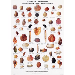 Seashell Poster