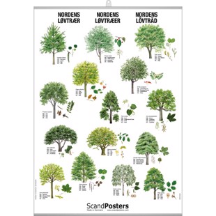 Deciduous Tree Poster - WITH