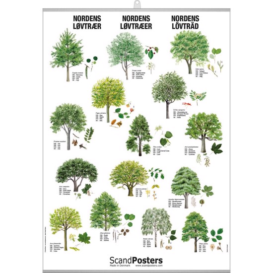 Deciduous Tree Poster - WITH