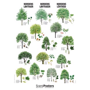 Deciduous Tree Poster