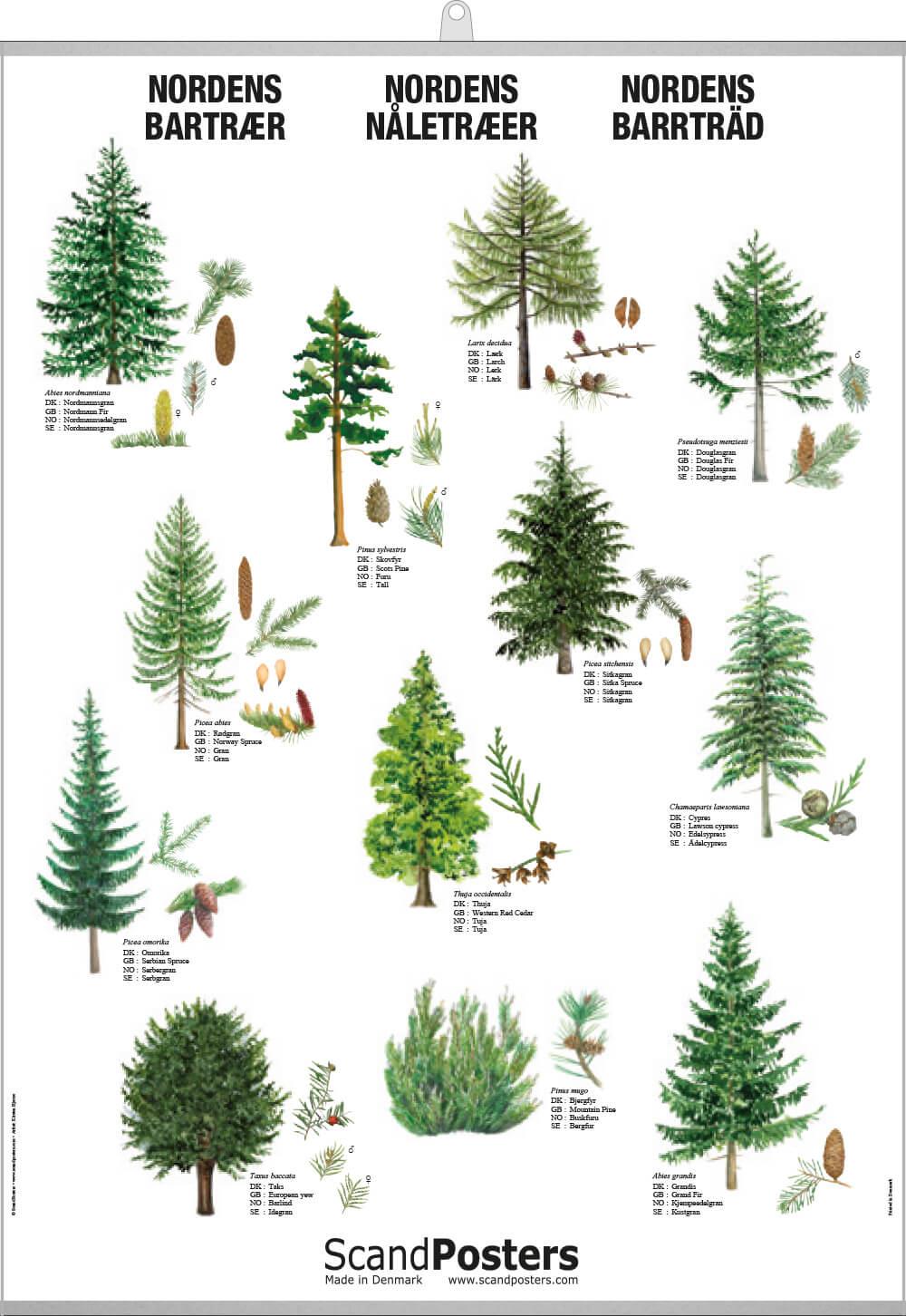 Coniferous Tree Poster – Beautiful poster with trees