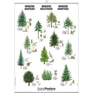 Coniferous Tree Poster - WITH