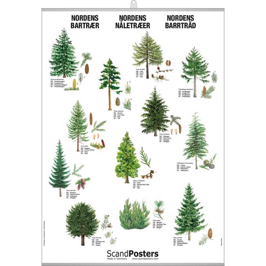 Coniferous Tree Poster - WITH