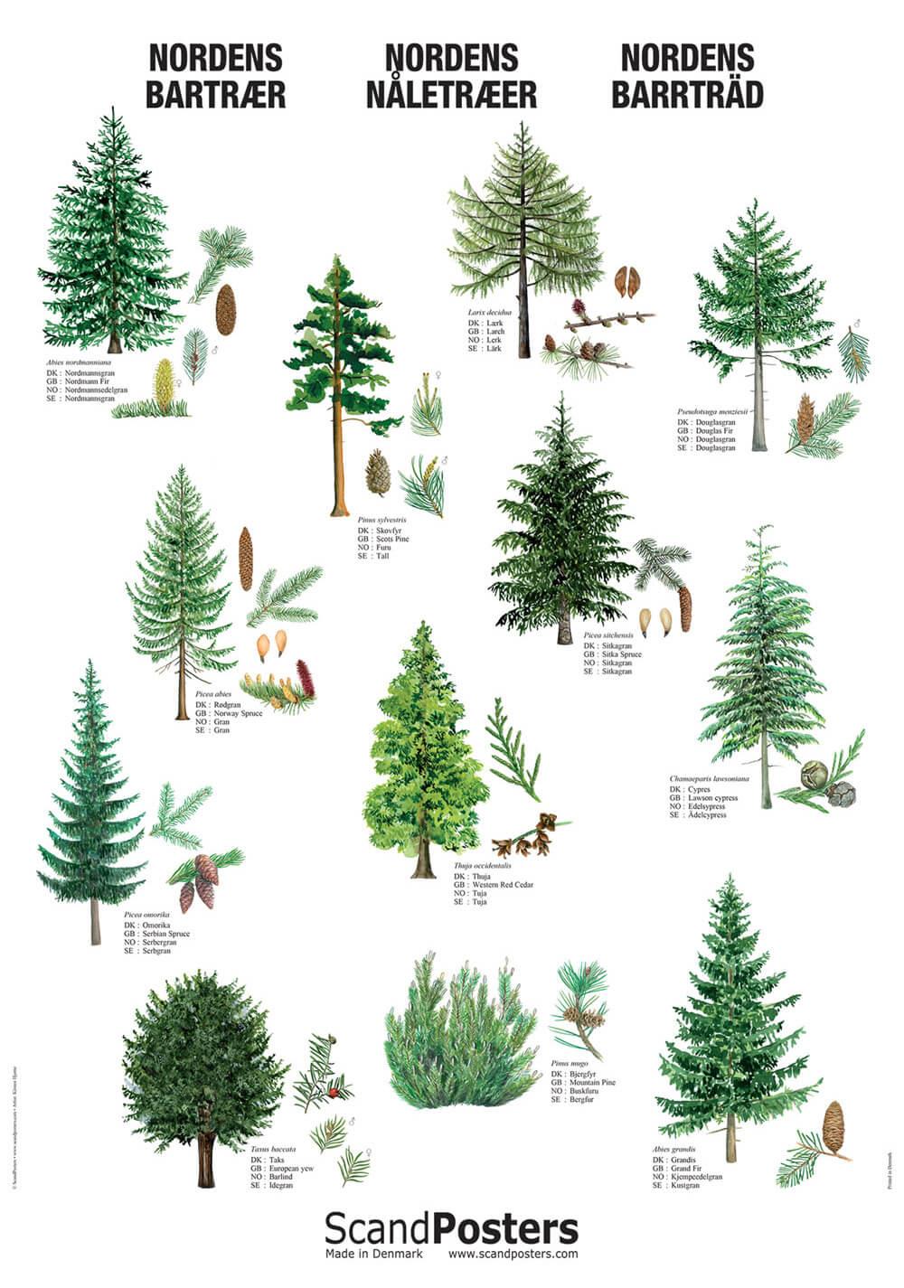 Coniferous Forest Plants List