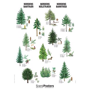 Coniferous Tree Poster