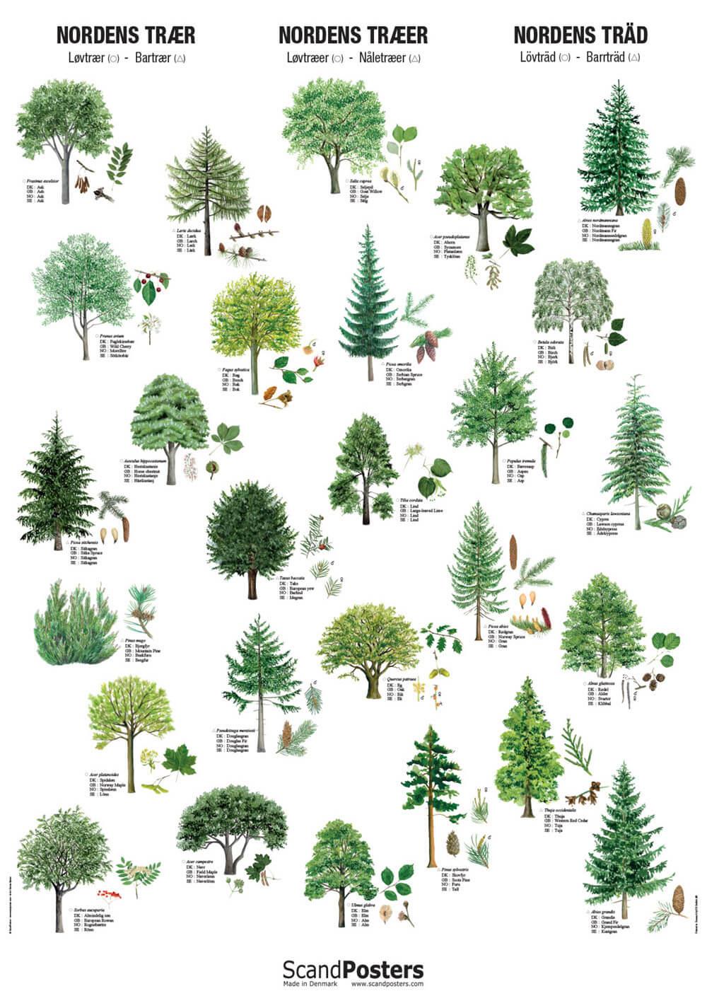 tree-poster-poster-with-27-trees-worldwide-shipping