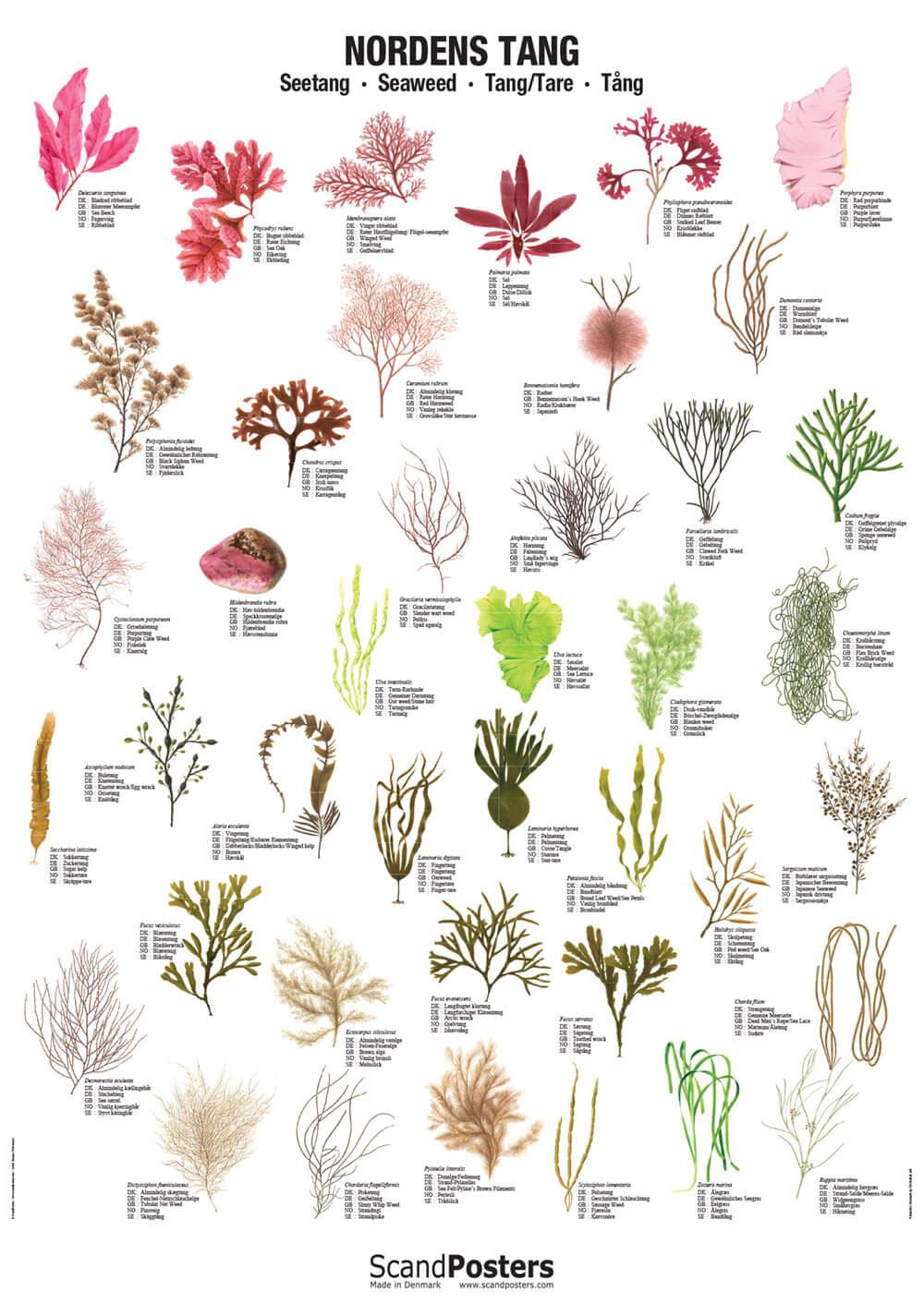 Seaweed Poster | Danish Design | Worldwide Delivery