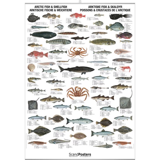  Arctic Fish & Shellfish Poster - WITH
