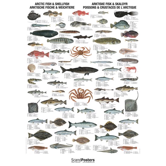  Arctic Fish & Shellfish Poster - WITHOUT
