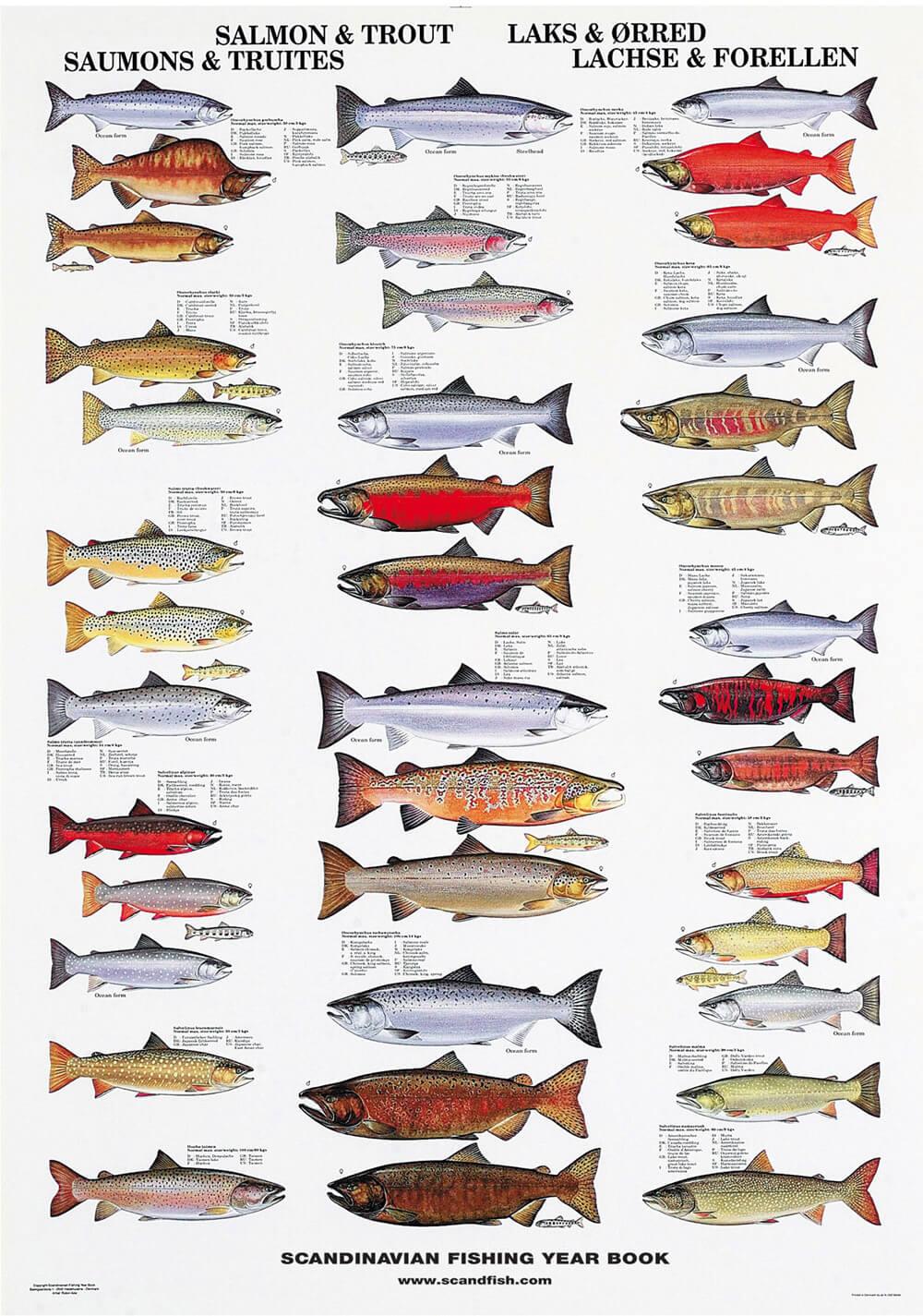 Salmon & Trout Poster Chart with salmon and trouts