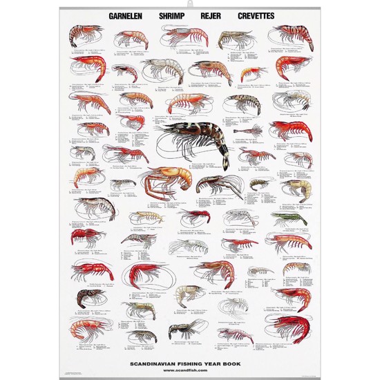 Shrimp Poster - WITH