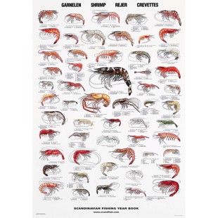 Shrimp Poster