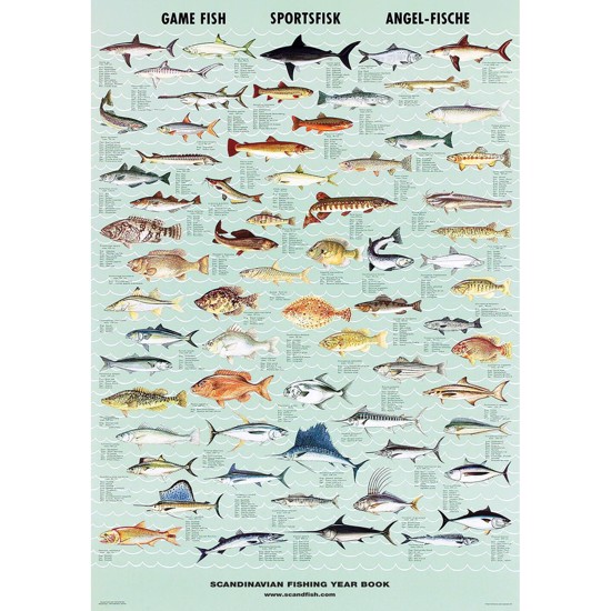 Game Fish Poster - WITHOUT