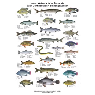 Freshwater Fish Mini-Poster