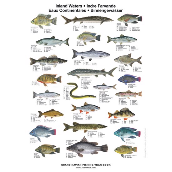 Freshwater Fish Mini-Poster - WITHOUT