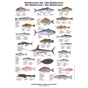 Mediterranean Sea Fish Poster