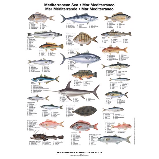 Mediterranean Sea Fish Poster - WITHOUT
