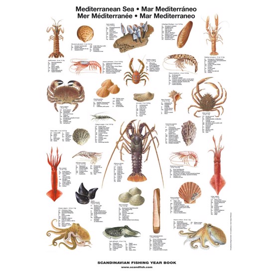 Mediterranean Sea Shellfish Poster - WITH