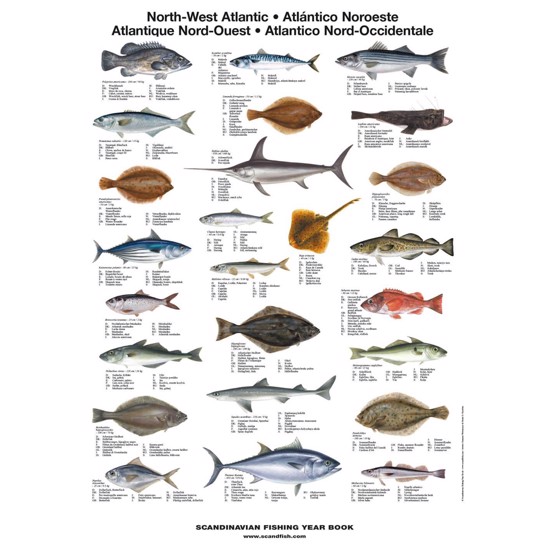North West Atlantic Fish Poster - WITHOUT