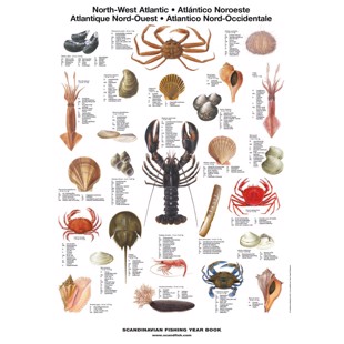 North West Atlantic Shellfish Mini-Poster