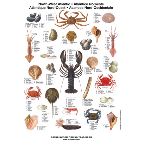 North West Atlantic Shellfish Poster - WITH