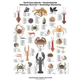 North East Atlantic Shellfish Mini-Poster