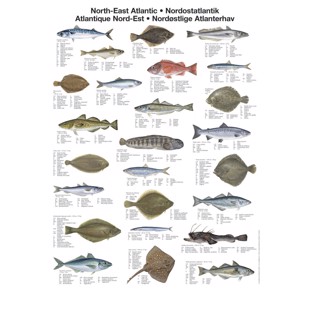 North East Atlantic Fish Poster