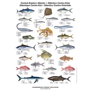 Central Eastern Atlantic Fish Poster