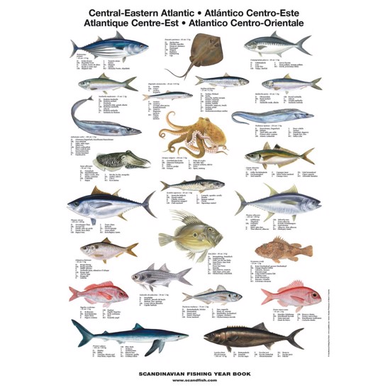 CE Atlantic Fish Poster - WITH