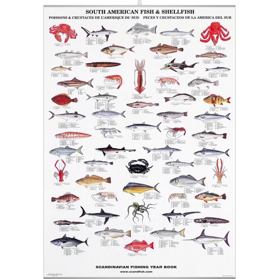 South American Fish & Shellfish Poster - WITH