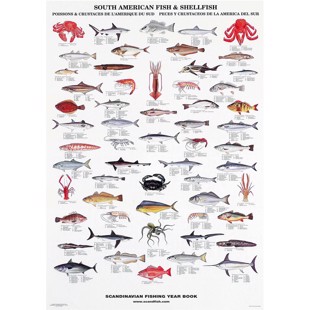 South American Fish & Shellfish Poster