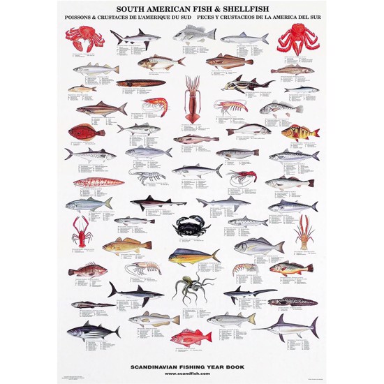 South American Fish & Shellfish Poster - WITHOUT