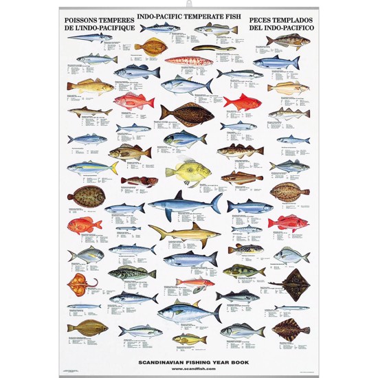 Indo-Pacific Fish Poster - WITH