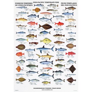 Indo-Pacific Fish Poster - WITHOUT